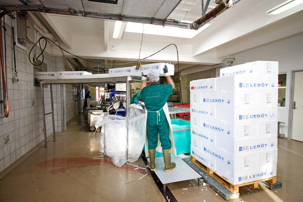 Schneckenverdichter zum Verdichten von EPS-Fischkisten in Lachsproduktion